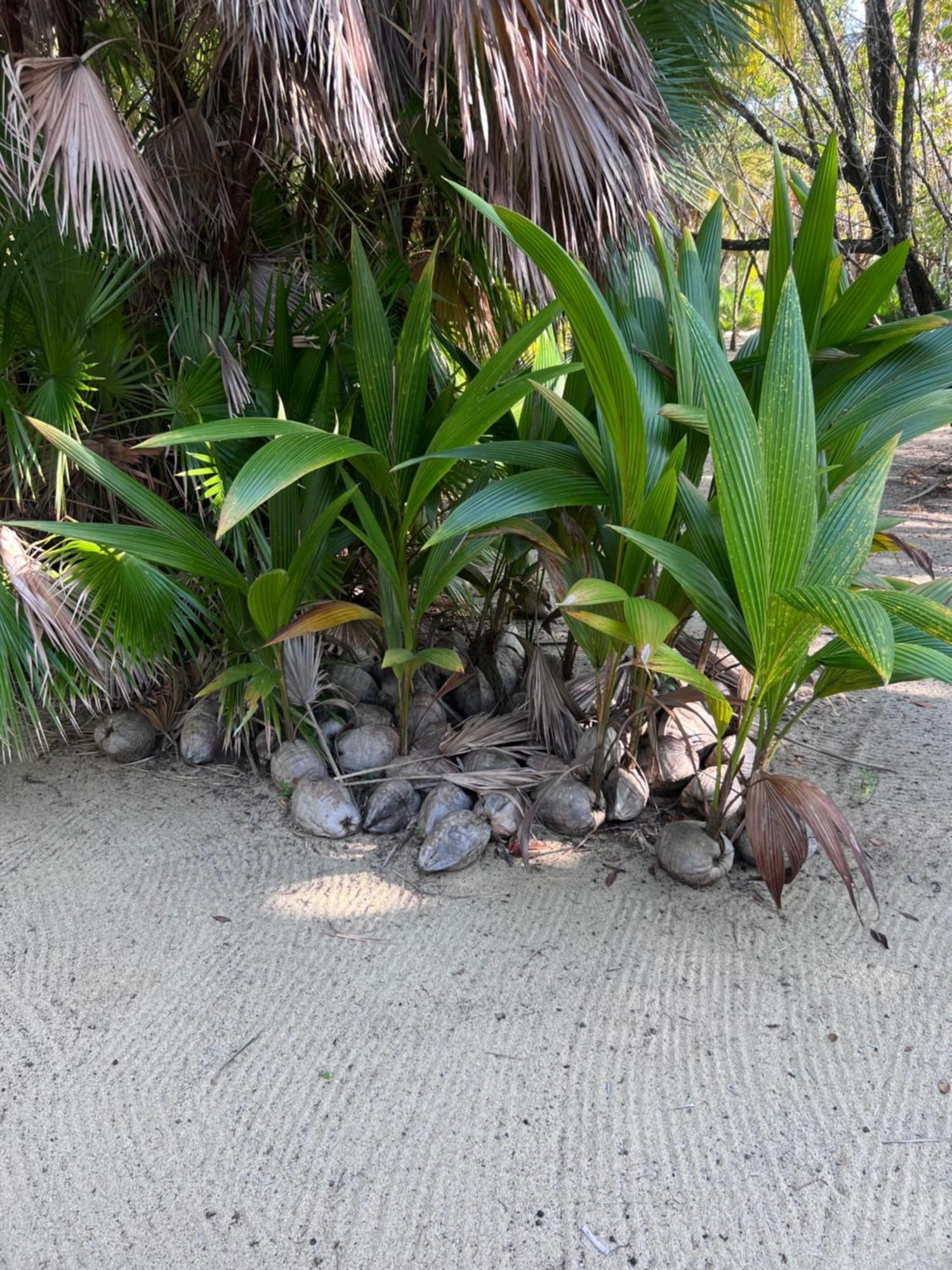 Sabal Beach Punta Gorda Exterior photo